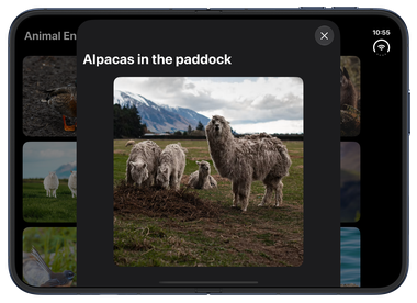 An alpaca photo in a centered sheet on the inner display of iPhone Duo, with the close button in the horizontal toolbar at the top