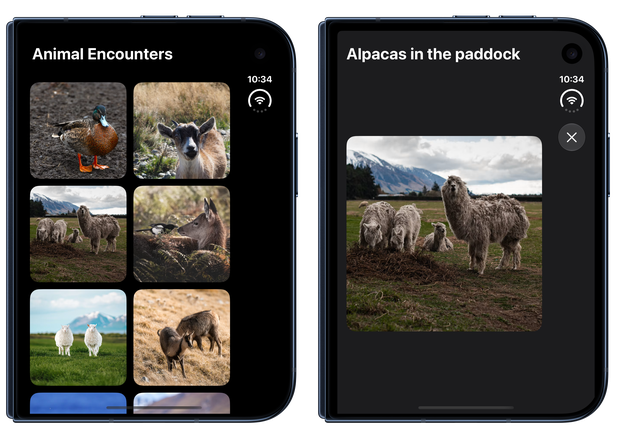 Animal Encounters on the outer display of iPhone Duo: a two-column photo gallery on the left and an alpaca photo presented in a sheet on the right, with the close button along the sheet's right side