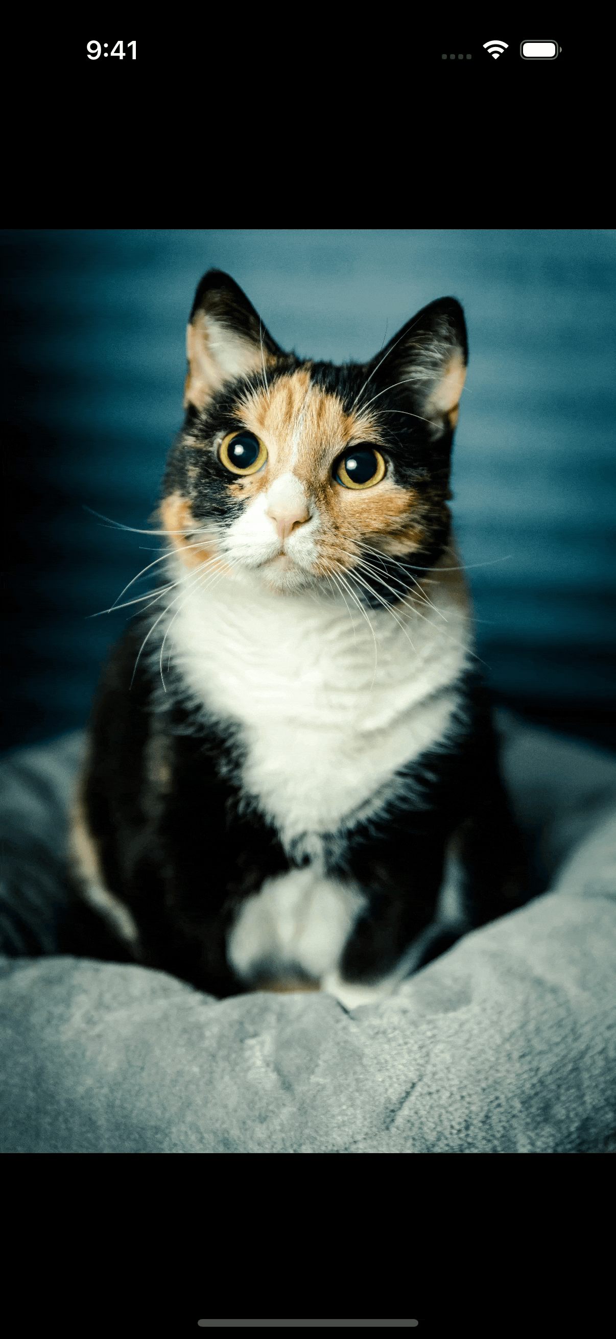 A horizontally scrolling gallery of cat photos where the scroll view stops at one image per page