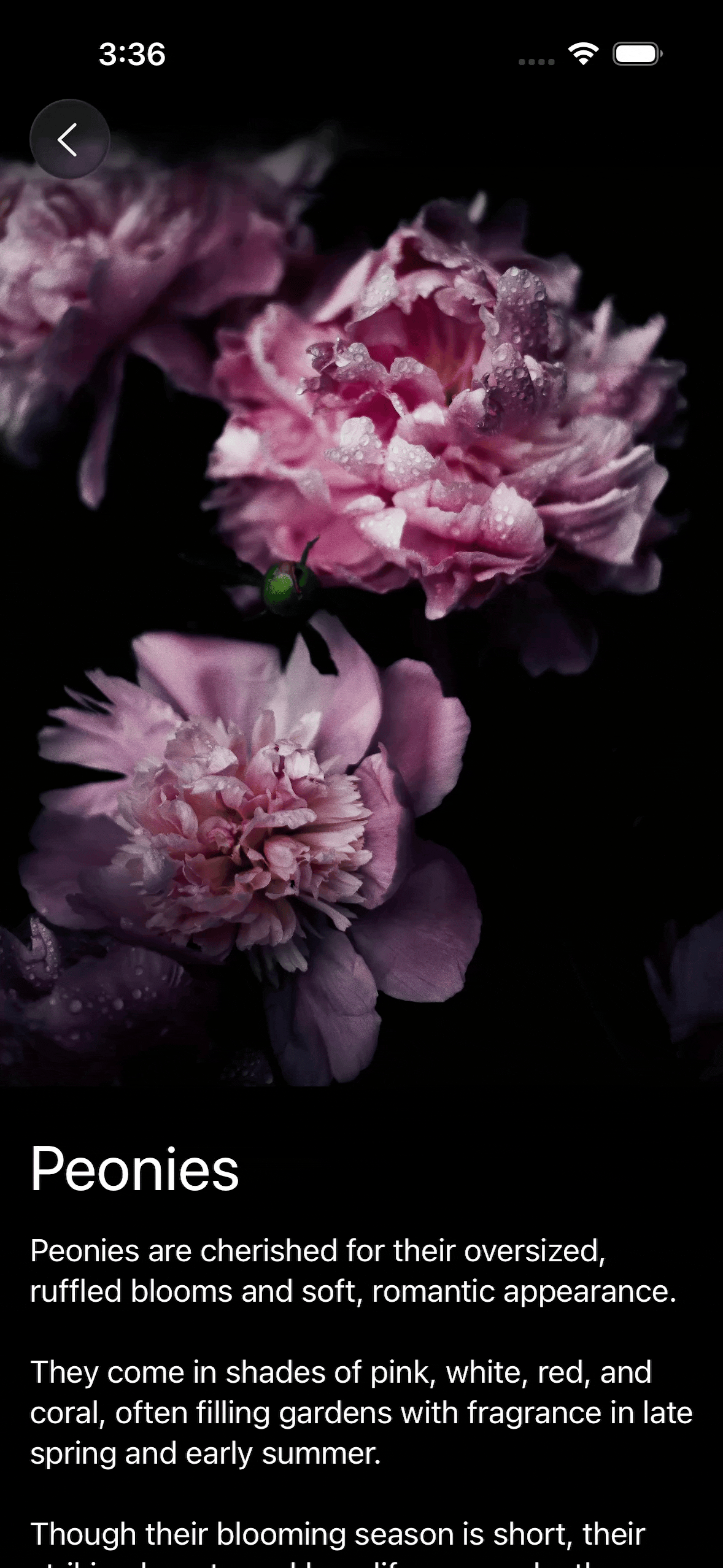 Scrollable flower detail screen in a SwiftUI app where a full-width peony image at the top stretches smoothly when overscrolled